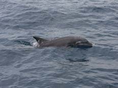 דולפין בים התיכון (צילום: ד