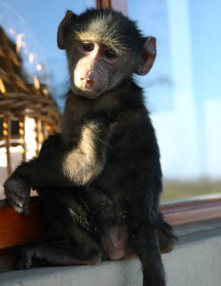 קוף יתום בשמורה נמיביה (צילום: האתר הרשמי)