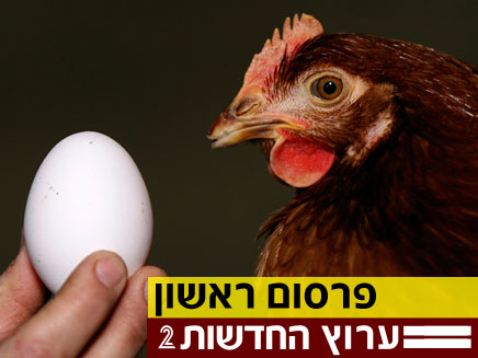התרנגולות יטילו מהיום ביצים יקרות הרבה יותר (צילום: רויטרס)