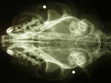 צילום הרנטגן של החתול מארלי. שרד בנס (צילום: סאן)