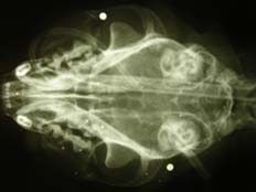 צילום הרנטגן של החתול מארלי. שרד בנס (צילום: סאן)