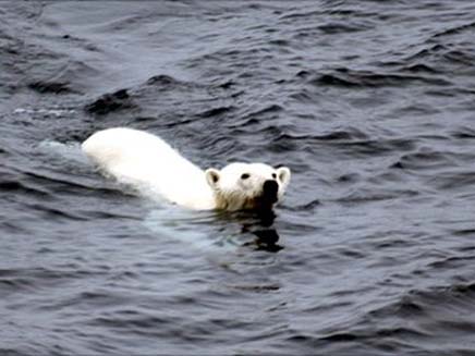 דובי הקוטב בסכנת הכחדה (צילום: BBC)