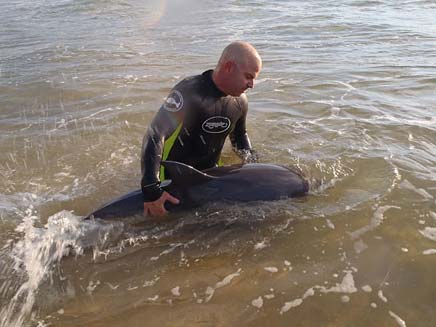 ניסיון חילוץ הדולפין, היום (צילום: נתן אלבז, ד"ר עוז גופמן)