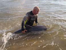 ניסיון חילוץ הדולפין, היום (צילום: נתן אלבז, ד
