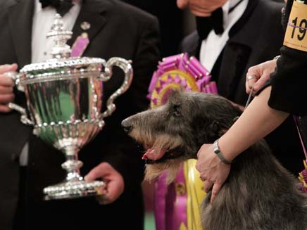 הזוכה המאושרת: הכלבה היקודי (צילום: AP)
