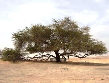 עץ החיים בבחריין (צילום: ויקיפדיה)