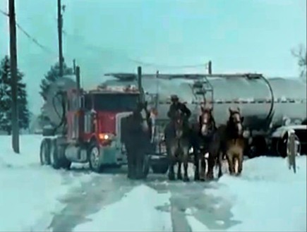 סוסים גורררים משאית בשלג