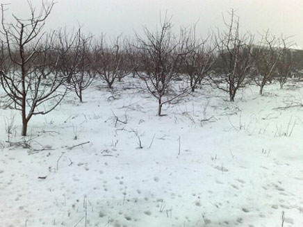שלג בצפון (צילום: חדשות 2)