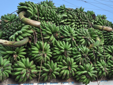 בננות ירוקות - מגמה צלאנג' (צילום: כלנית נבו)