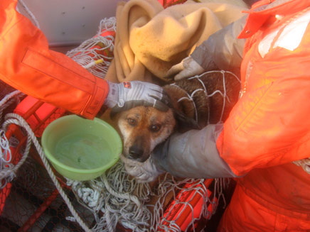 חילוץ הכלב שניצל מהצונאמי (צילום: רויטרס)