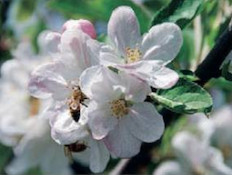 דבורים על הפרח - געש של פריחה (צילום: יותם יעקובסון, גלובס)