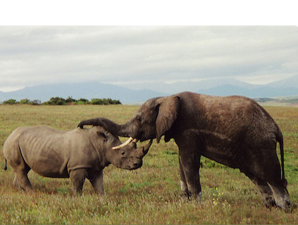 ספארי בדרום אפריקה: פיל וקרנף (צילום: אודליה כהן)