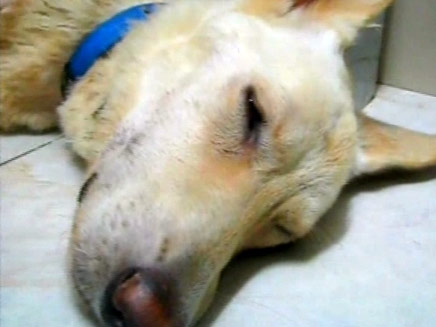 כלב פצוע (צילום: חדשות 2)