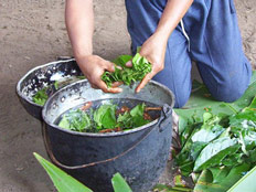 צמח "איווסאקה". סם הזיות מברזיל (צילום: ויקפדיה)