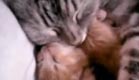 חתולים מתחבקים מתוך שינה (צילום: מתוך youtube)