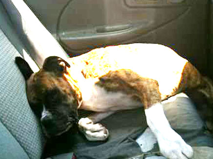 הכלב הושאר ברכב ומת מחנק (צילום: תנו לחיות לחיות)