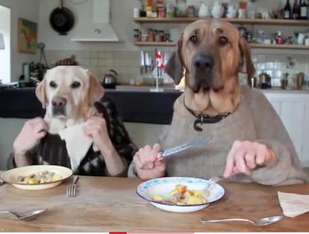 כלבים אוכלים (צילום: צילום מסך)