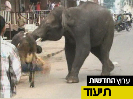 אחד הפילים המשתוללים (צילום: חדשות 2)