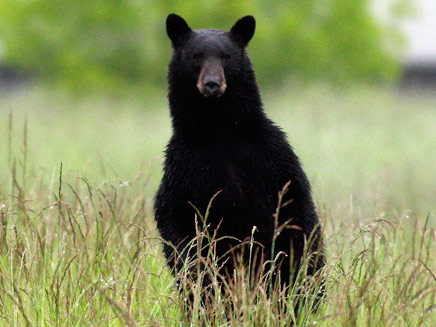 דוב שחור. תאונה ביזארית בקנדה (צילום: AP)