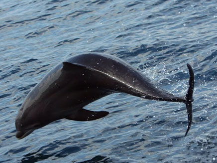 להקת דולפינים נצפתה מול חופי ישראל (צילום: ד"ר אביעד שיינין, מחמל"י)