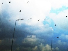 ציפורים (צילום: אריאל לוין)