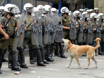 גם הכלבים מוחים על המצב ביוון (צילום: רויטרס)