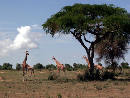 הנוף באוגנדה - מגמה צ'אלנג' (צילום: אסנת קרסננסקי)