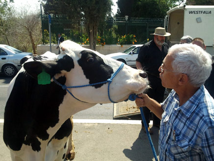 הפרה זהבה ביום כיף במשכן הכנסת (צילום: יוסי זילברמן, חדשות 2)