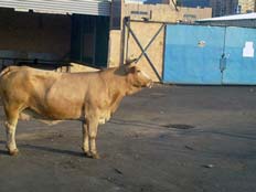 פרה נגועה בכלבת אותרה בגולן, ארכיון (צילום: קובי בן-חיים)