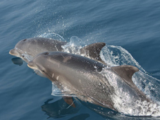 אחד מהדולפינים מול ת"א, היום (צילום: מחמל"י)