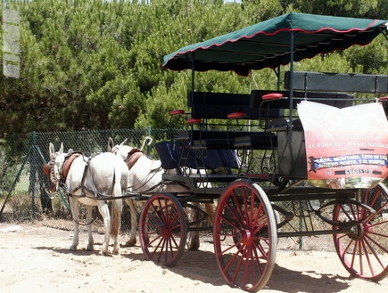 עגלה עם סוסים (דנה בהט) (צילום: מערכת ONE)