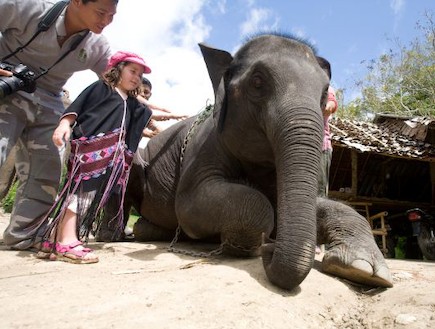 חוות הפילים פטרה תאילנד (צילום: PATARA THAILAND, האתר הרשמי)
