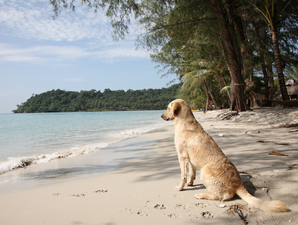 חוף קו קוד תאילנד (צילום: פטר פן רסורט, האתר הרשמי)