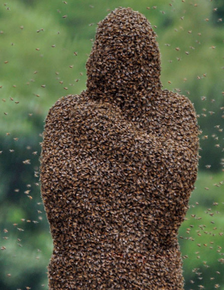מאות אלפי דבורים על כוורן אמיץ אחד