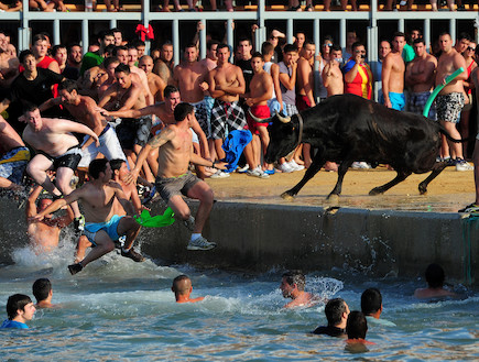 פסטיבל "שוורי הים" (צילום: Jasper Juinen, GettyImages IL)