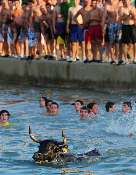 פסטיבל "שוורי הים" (צילום: Jasper Juinen, GettyImages IL)