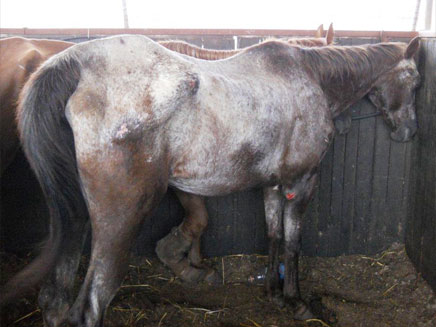 הסוסים סובלים מפציעות שונות (צילום: דוברת משרד החקלאות)