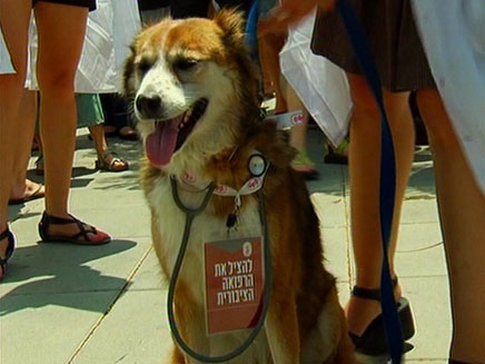 גם כלבים היו בהפגנה, היום (צילום: חדשות2)