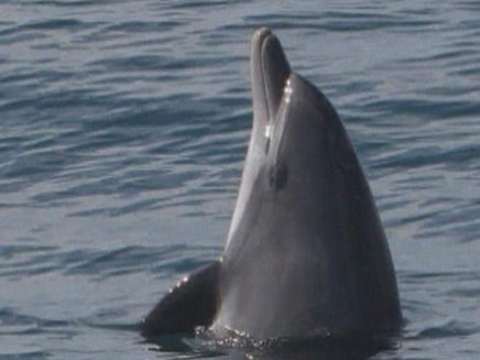 צפו: דולפינים מול חופי תל אביב