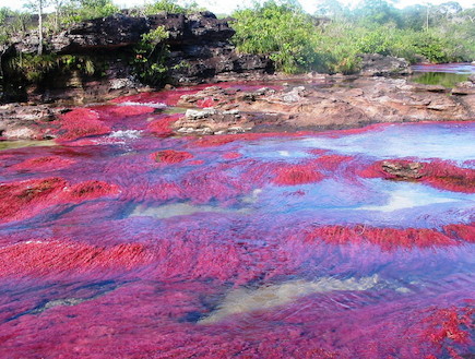 נהר חמשת הצבעים קאנו קריסטל אדום