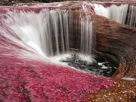 נהר חמשת הצבעים קאנו קריסטל מערבולת אדומה