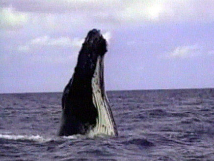 ריקוד לוויתנים (צילום: חדשות 2)