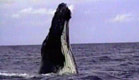 ריקוד לוויתנים (צילום: חדשות 2)