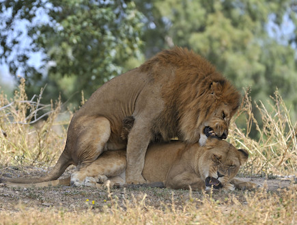 אריות עושים סקס בטבע (צילום: טיבור יגר)