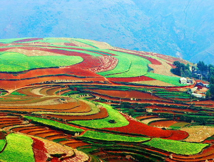 שדות צבעוניים בסין