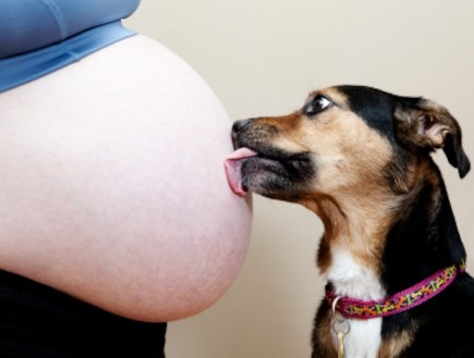 כלב מלקק בטן הריונית (צילום: istockphoto)