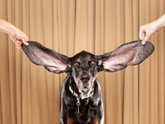 הכלב עם האוזניים הגדולות בעולם (צילום: AP)