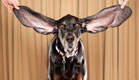 הכלב עם האוזניים הגדולות בעולם (צילום: AP)