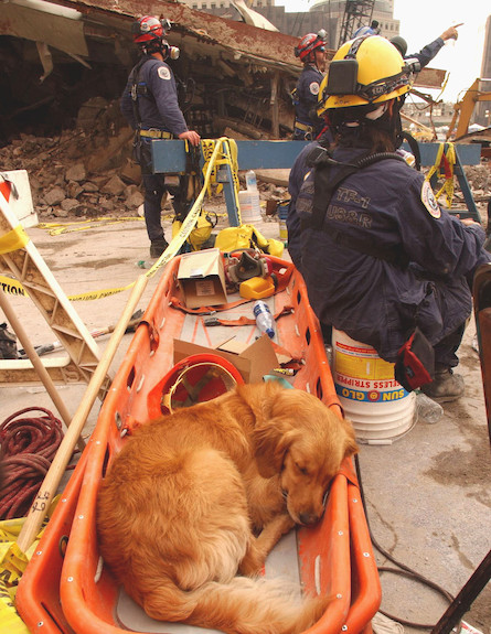 כלב בהריסות הגראונד זירו בניו יורק (צילום: FEMA, GettyImages IL)