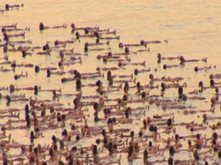 צילום העירום ההמוני בים המלח (öéìåí: חדשות 2)